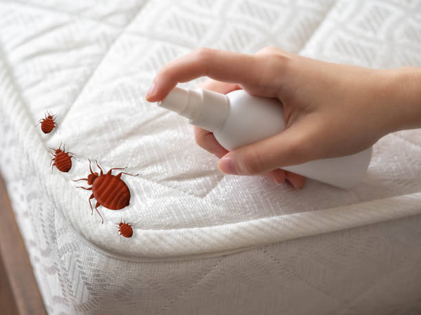 Best Pest Removal Services  in USA